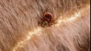 close up of a tick in hair