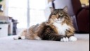 Fluffy cat lounging on carpet