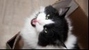 Black and white cat sat in a box looking up meowing