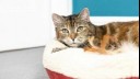 Cat sitting on a cat bed looking at camera.