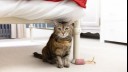 Cat sitting under a bed