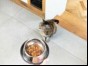 Cat with food in bowl