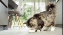 cat eating from a bowl