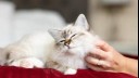 Fluffy cat enjoying being petted.