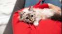 Fluffy light kitten sitting on owner's red top