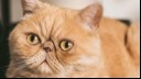 Ginger Exotic Shorthair Cat