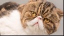 Brown Exotic Shorthair Cat