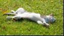 Cat laying down on the grass in the sun