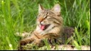 Cat laying down in grass 