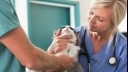 Cat held by vet for vaccination