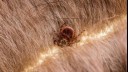 Tick on cat fur