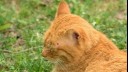 Red cat lies relaxed in the grass and has a tick