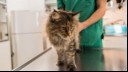 Cat being treated at the vets