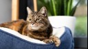 Brown cat with green eyes sitting and looking away