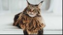 maine coon cat laying down