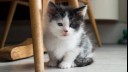 small kitten sitting underneath a chair