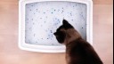 Cat sniffing a litter box