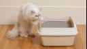 White cat stepping into a cat litter