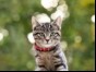 Tabby cat with red collar