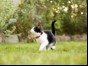 Black and white cat playing in grass