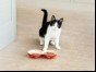 Black and white cat with cat food in bowls