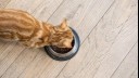 ginger kitten eating food from a bowl