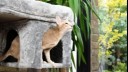 Cat in a cat tree