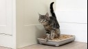 kitten in litter tray