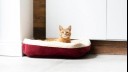 Ginger cat sitting in red cat bed