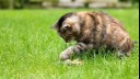 Dark furred cat playing with a toy in the garden.