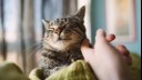 Petting cat's cheek with finger