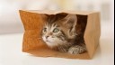 kitten playing with a brown paper bag