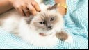 Fluffy cat having her head rubbed