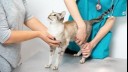 Cat examined at vets