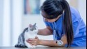 Vet examining cat