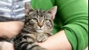 Senior cat cradled by owner