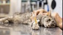 cat lying on a vet table with a catheter