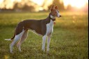 Greyhound standing in a field 