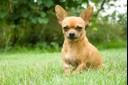 Chihuahua in a park 