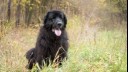 Newfoundland is standing in the forest