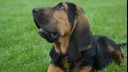 Bloodhound