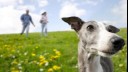 owners running after a greyhound