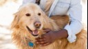 Dog with mouth open being petted by owner