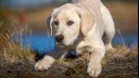 Labrador puppy crouching while staring