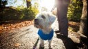 Small dog in coat looking off into distance