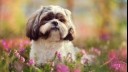 Shih Tzu sitting in grass