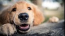 close up of a dog's nose and whiskers