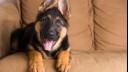 puppy sitting on a sofa panting with ears up