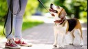 Jack Russell Terrier with tongue out looking at owner.