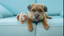 Dog with fluffy toy sitting on a blue sofa